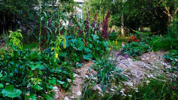 How to Establish a Permaculture Food Forest in Your Yard (and the Reasons You Should)