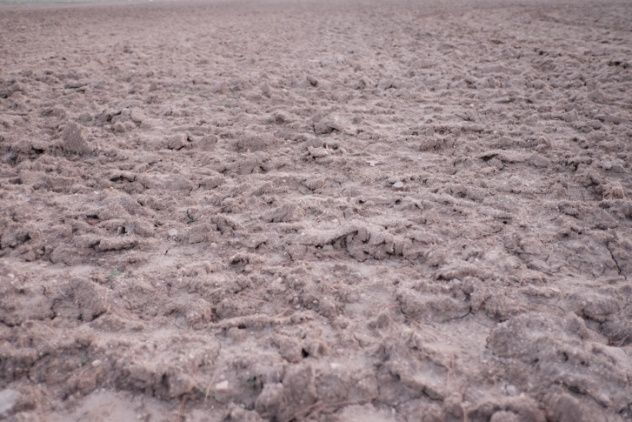 The Curse of the Barren Grave