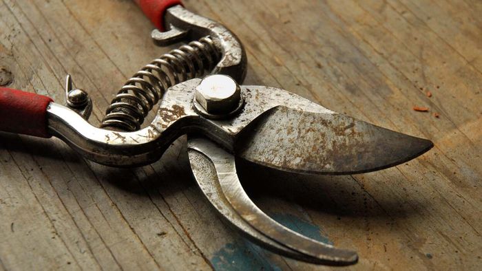 rusty gardening shears resting on a wooden surface
