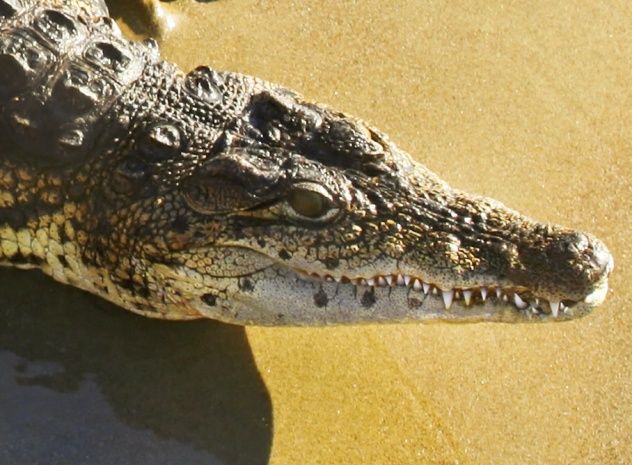 Alligator