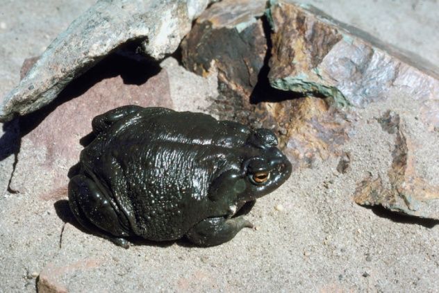 Toad Encased in Rock