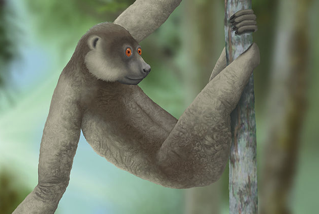 Giant Lemur