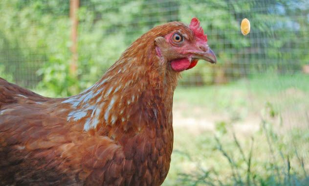 9-chicken-wheat-486780954