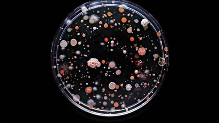 Times Square Shuttle (featuring E. coli, salmonella, and Staphylococcus aureus), courtesy of Craig Ward