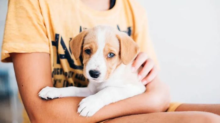 foster pet