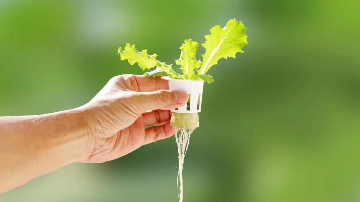 A young man's hand holding a white hydroponic pot filled with growing vegetable seedlings