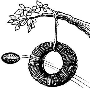 Ring Throw Challenge