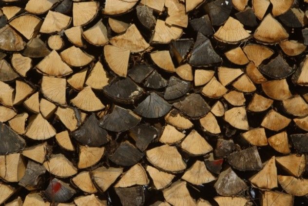 enigmatic woodlot