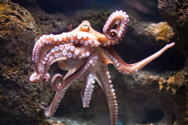 7 Octopus