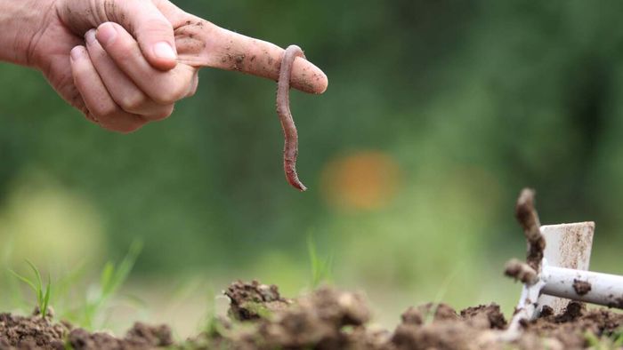 Worms found in garden soil