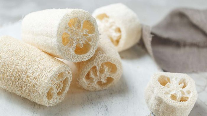 This Sponge is Both Growable and Edible