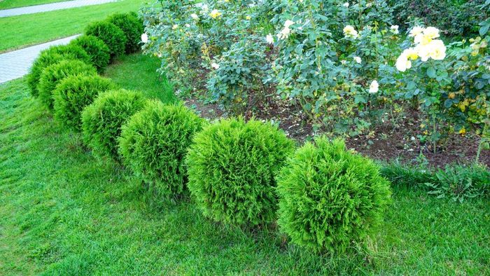 Exploring the Difference Between Shrubs and Bushes (and Why It’s Important)