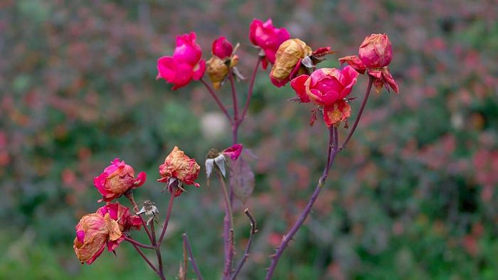 Tips to Rescue Wilted Roses in Your Garden