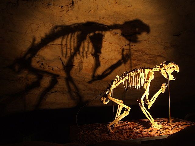 640px-Thylacoleo_skeleton_in_Naracoorte_Caves