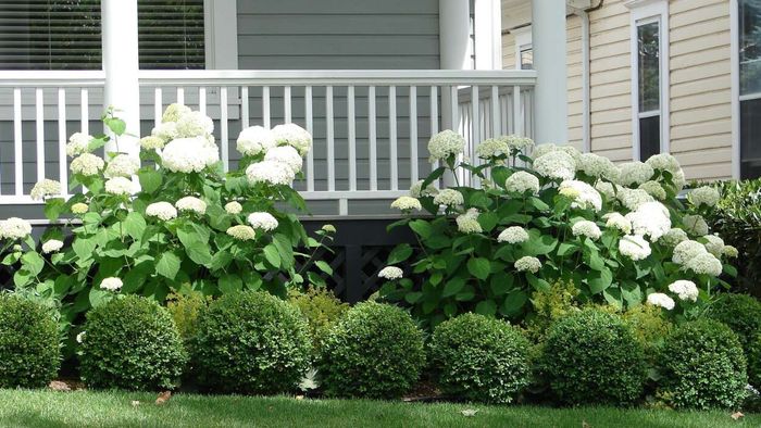 Transform Your Home's Perimeter with These Foundation Plants