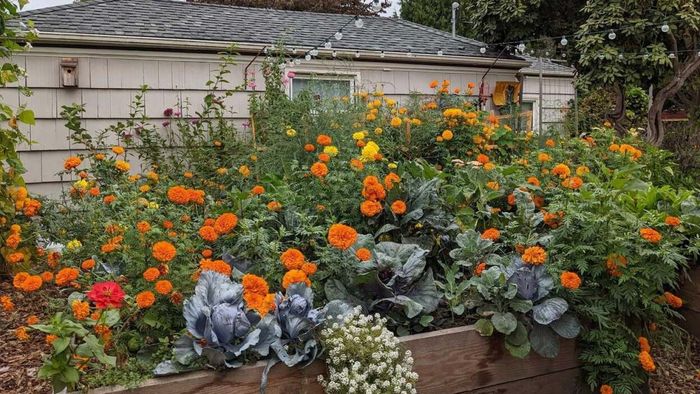 Why a Visual Diary is Essential for Gardeners