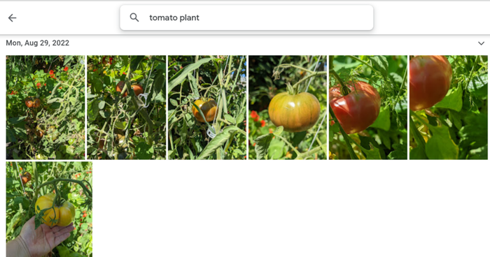 A Google search for 