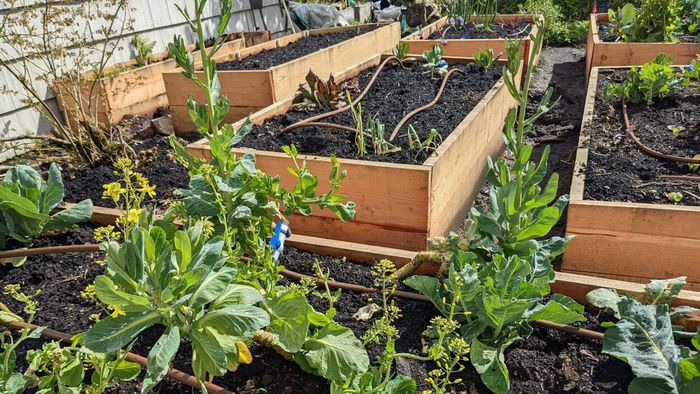 Real Drip Irrigation: A Must-Have Upgrade for This Year
