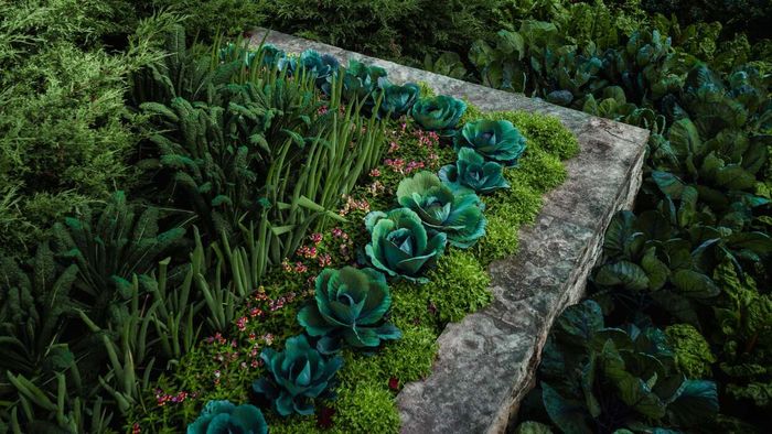 Cabbage arranged in an aesthetically pleasing design