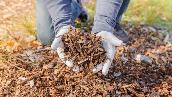 Individual holding a stack of wood chips outdoors