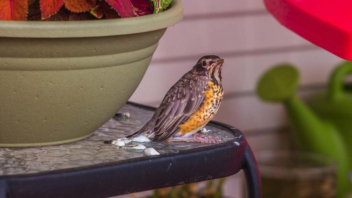 Top (and Least Effective) Methods for Removing Bird Droppings From Your Deck