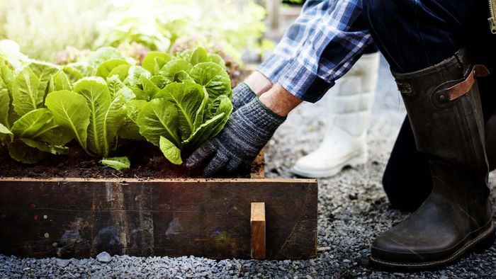 An individual dressed in gardening attire, including boots and gloves, tending to vegetable plants