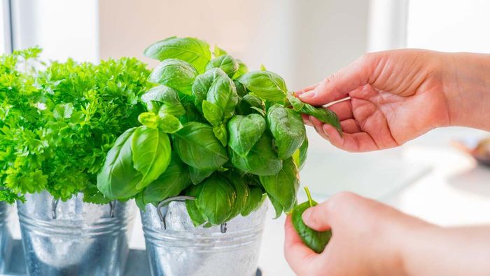 Herb plants