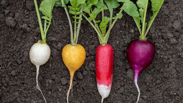 Radishes