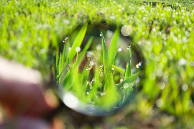vogel grass