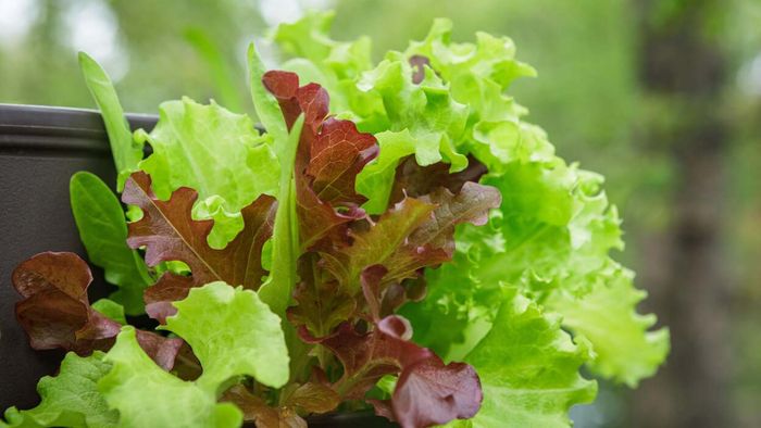 Mesclun mix