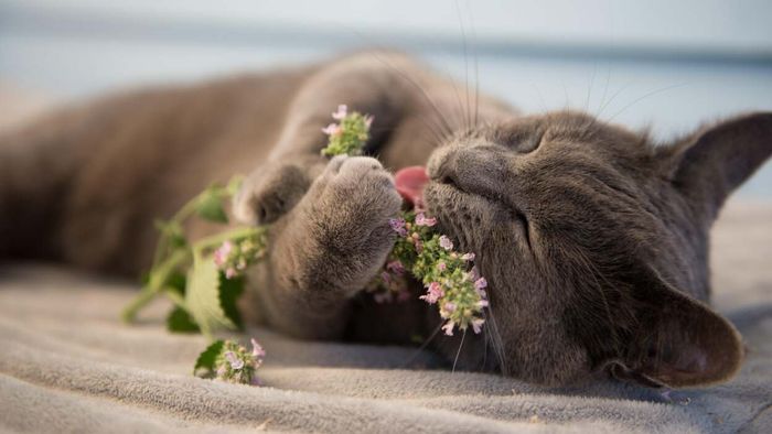 Catnip