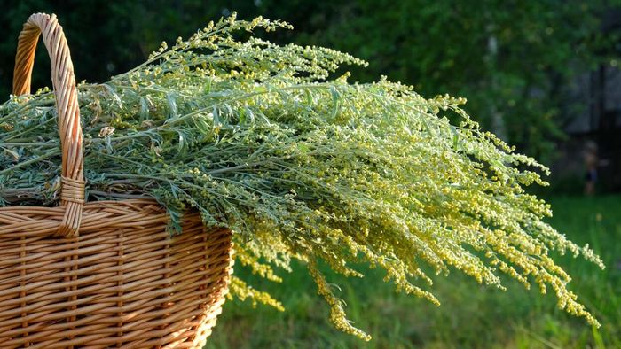 Wormwood