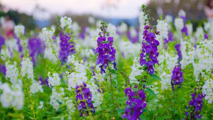 Salvia divinorum