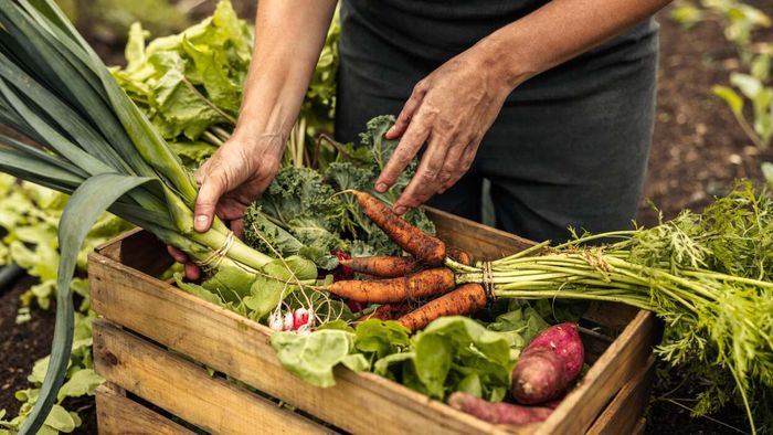 Key Differences Between a Farm and a Garden
