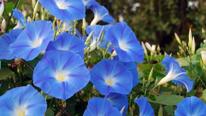 Morning glory