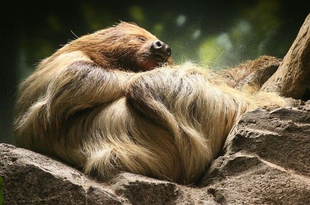 sloth