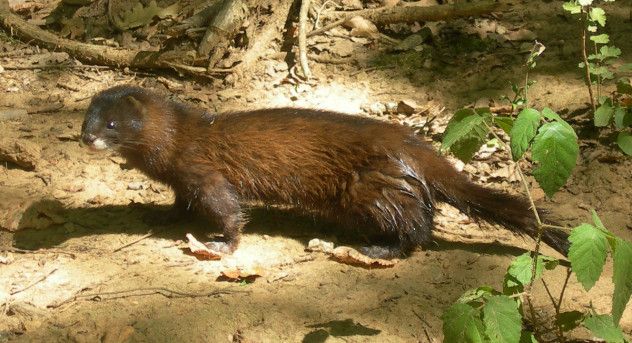 Mink1