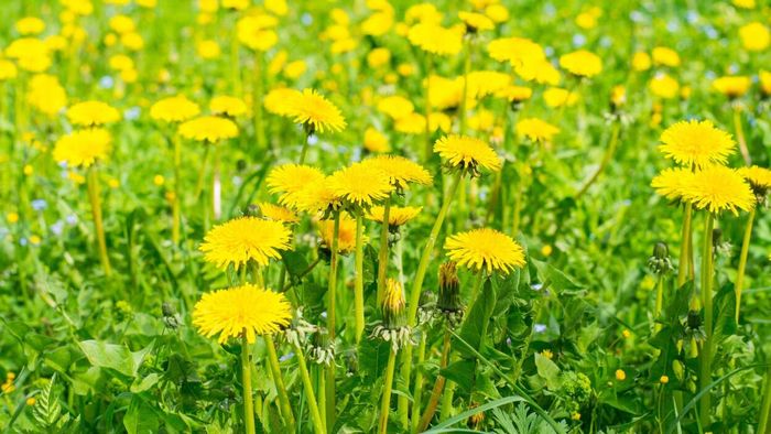 Dandelions