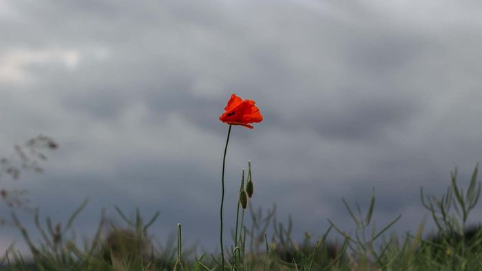 Opium poppies
