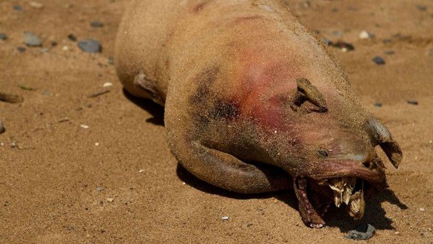 roasted_pig_east_river