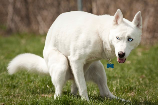 3- dog poop