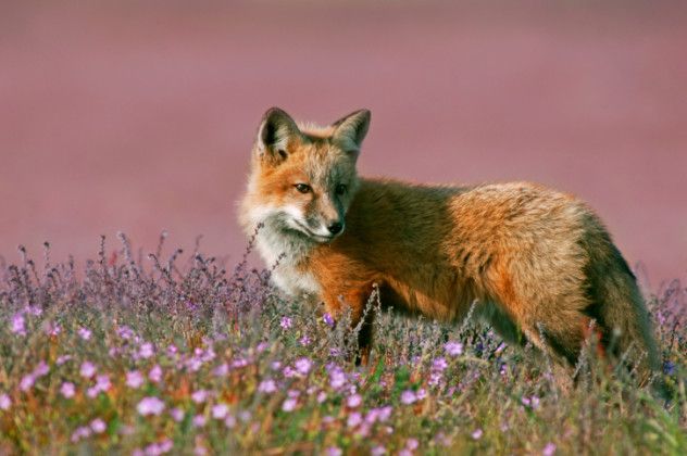 3 Fox