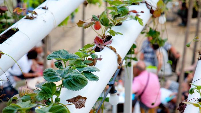 PVC pipe garden