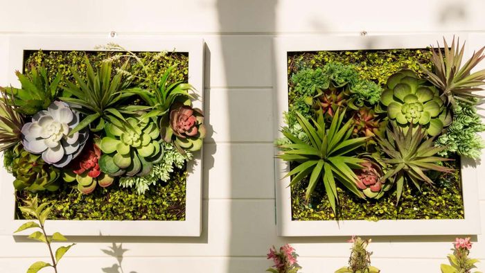 Framed succulents