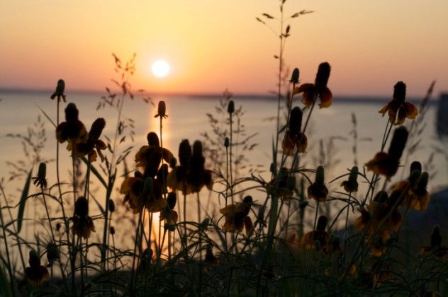 Waco lake flowers
