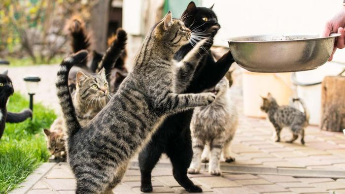 Cat shelter