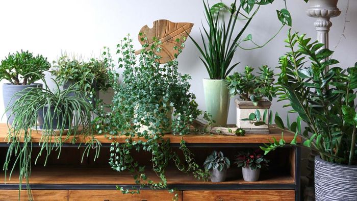 Affordable Ways to Grow Your Indoor Plant Collection