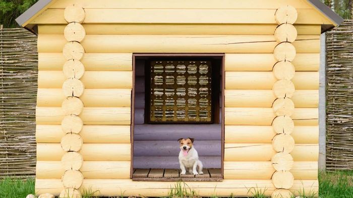Premium dog house