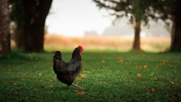 Best breeds for high egg yields