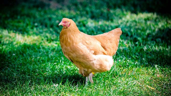 Best breeds for quiet and calm backyards